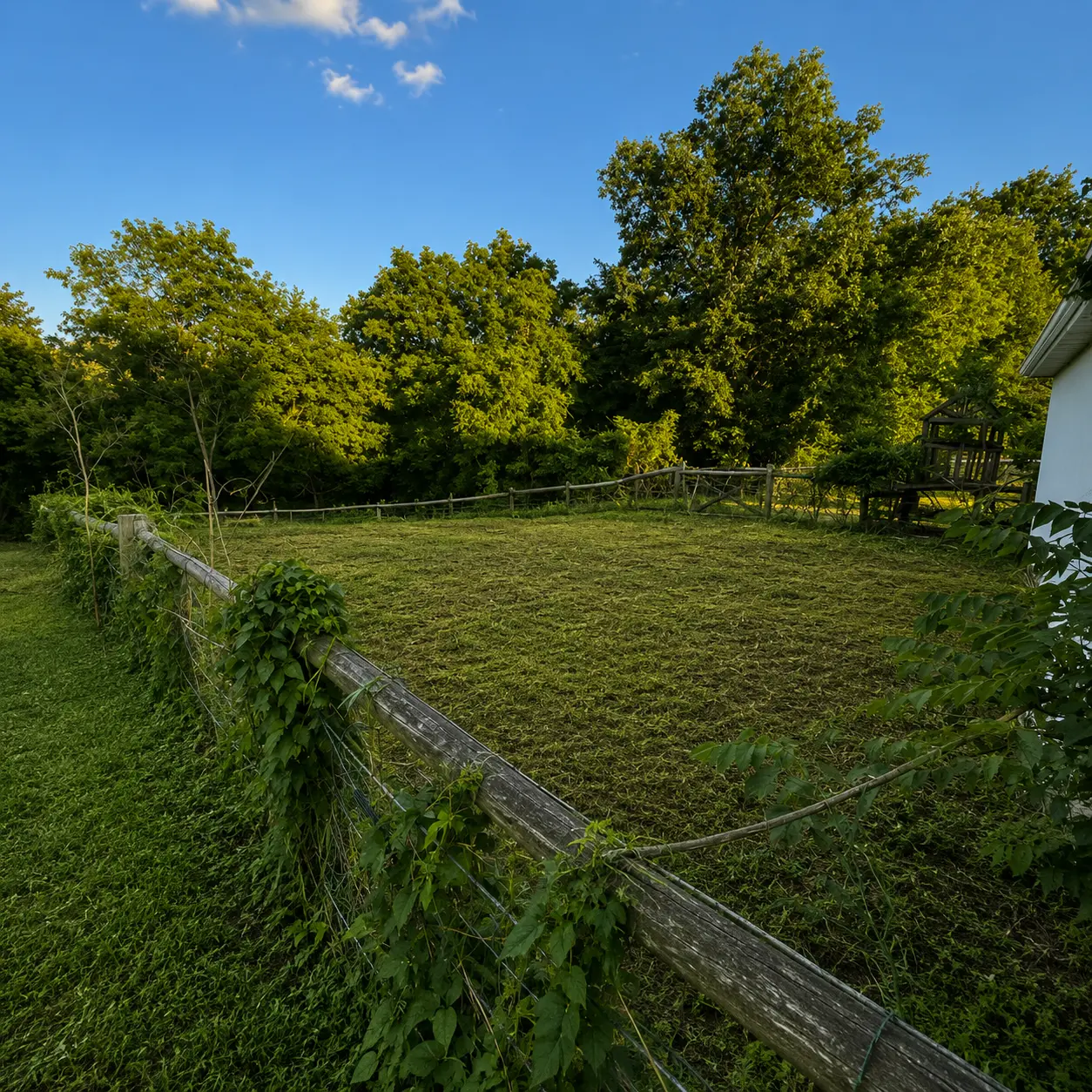 After: Fence Line Brush Removal