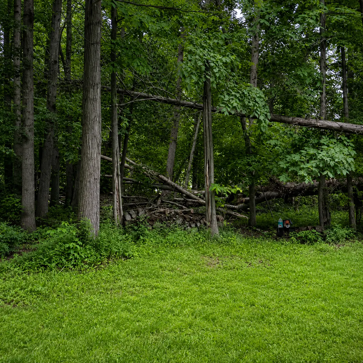 Before: Overgrown Treeline Clearing