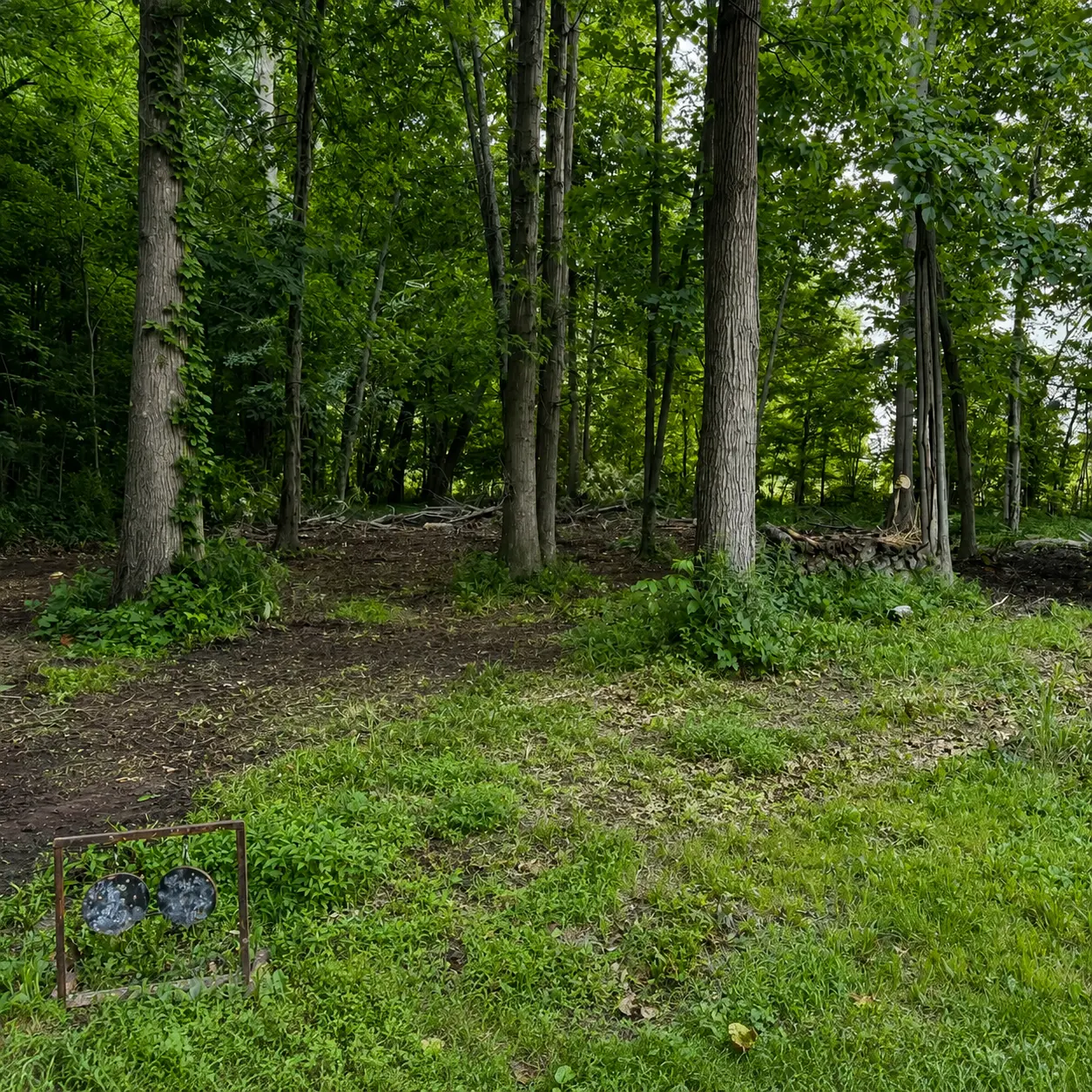 After: Overgrown Treeline Clearing